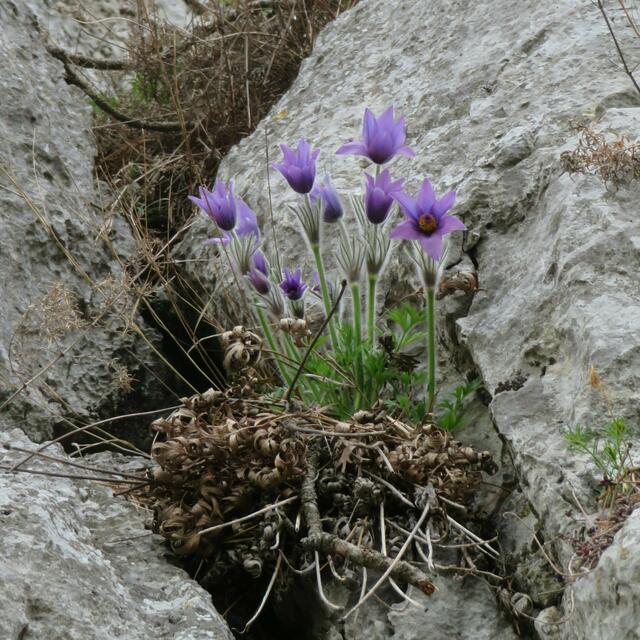 Foto:  Thomas Brunner