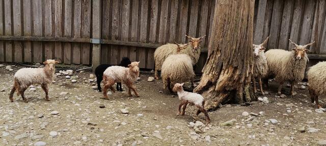 Neugeborenes Zackelschaf!