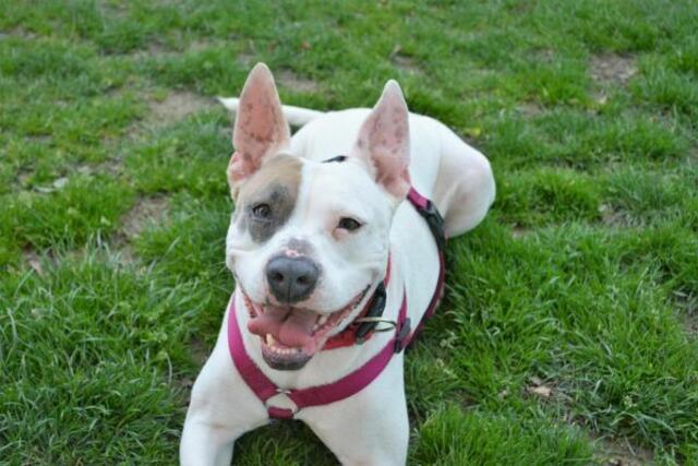 Marie freut sich über eine neue Bleibe. | Foto: TSV St. Pölten