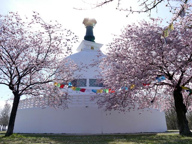 Zu bestaunen gibt es die zartrosa-weißen Kirschblüten bei der Friedenspagode in der Leopoldstadt. | Foto: Christa Posch