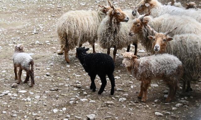 Links - neugeborenes Zackelschaf!
1 Tag alt. 