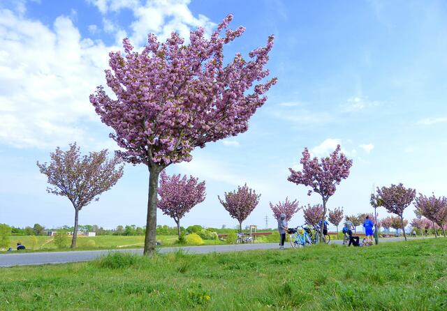 Auch auf der Donauinsel nahe der Jedleseerbrücke säumen Kirschbäume den Weg. | Foto: Christa Posch