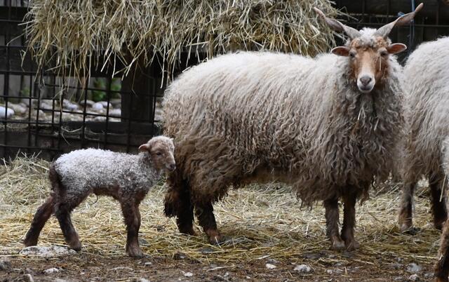 Neugeborenes Zackelschaf! 1 Tag alt. 