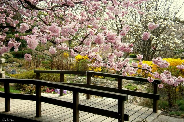 Vor allem der Setagayapark in Döbling ist ein beliebter Treffpunkt für all jene, die die Kirschblüte bestaunen möchten. | Foto: Christa Posch