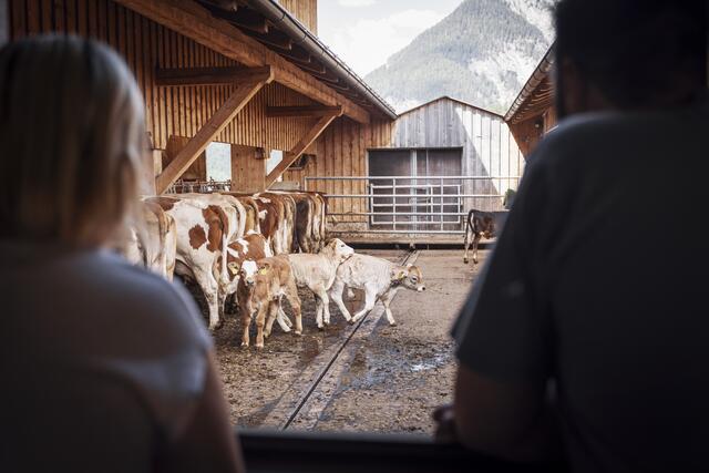 Die Kälber fühlen sich sichtlich wohl. | Foto: Florian Albert