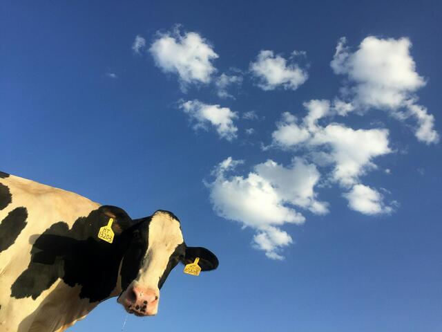 Aus dem Bezirk kommen einige innovative Landwirte, die sich für Öko-Anbau einsetzen. | Foto: unsplash (Symbolfoto)