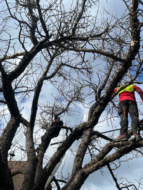 Das erlernte Wissen wurde schließlich in der Praxis umgesetzt | Foto: LFS Tamsweg