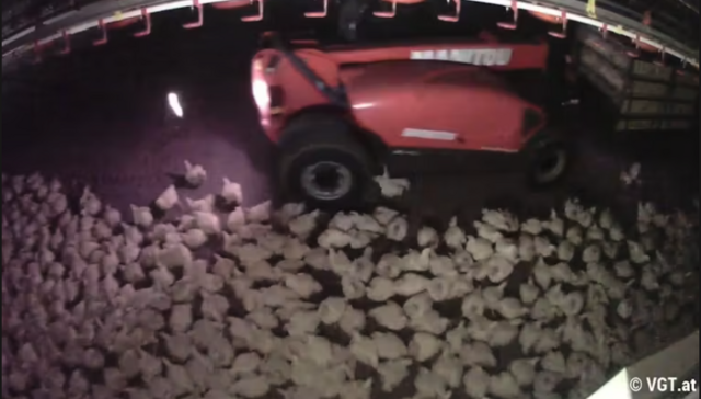 Der VGT hat Aufnahmen vom Hühnermastbetrieb bekommen, als der Traktor über die Hühner fuhr. | Foto: VGT