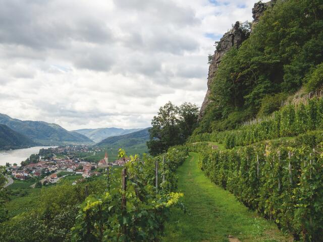 Krems, das Wein-Mekka an der Donau. | Foto: Daniela Holnsteiner/wachauinside.at