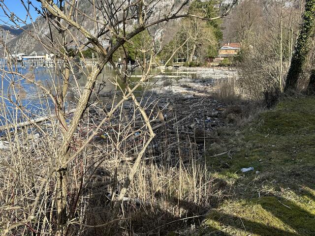 Das angespülte Schwemmholz nimmt am Südufer des Traunsees schon wieder riesige Ausmaße an. | Foto: Sabine Promberger