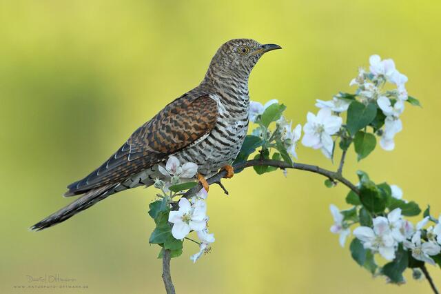 Ein braunes Kuckucksweibchen