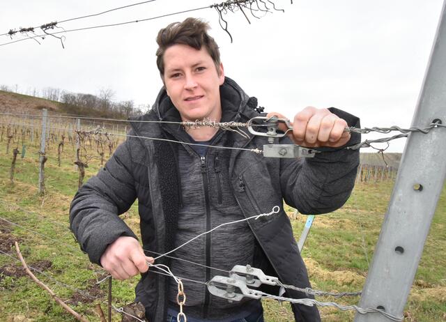 Im Weingarten von Sebastian Laudon wurden die Drähte abgezwickt. | Foto: Herbert Schleich