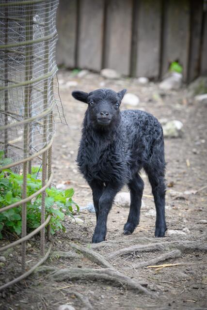 Jungtiere gibt es im Welser Tiergarten unter anderem bei den Zackelschafen und den Ouessant-Schafen. 