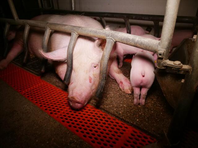 Die Bilder des VGT von einem Schweinebetrieb in Leibnitz sorgen für Aufregung. Nun schalten sich auch die Grünen ein. | Foto: VGT