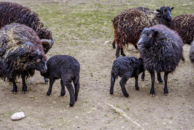 Jungtiere gibt es im Welser Tiergarten unter anderem bei den Zackelschafen und den Ouessant-Schafen. 
