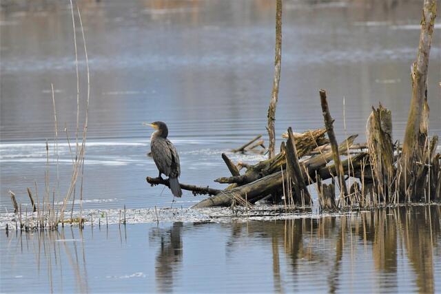 Cormoran