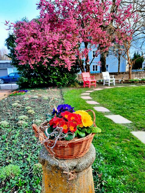 Sitzgelegenheit bei der dem Zierkirschenbaum