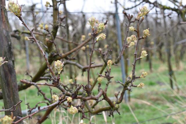 Der Frühling schlägt aus. | Foto: Preineder