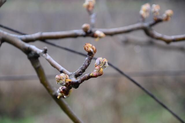 Die Knospen wachsen. | Foto: Preineder
