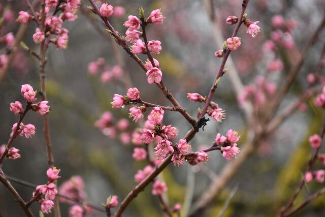 Pfirsichblüte | Foto: Preineder