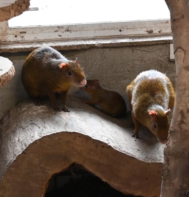 Mittelamerikanisches Aguti Jungtier