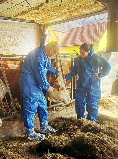 Die Amtstierärzte Wolfgang Florian und Cordula Konstantopoulos bei einer amtstierärztlichen Kontrolle in einem Rinderbetrieb. | Foto: BH