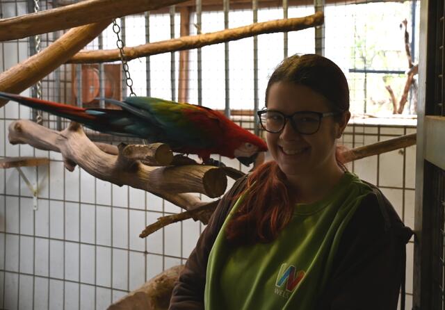 Dunkelroter ARA - Kathi