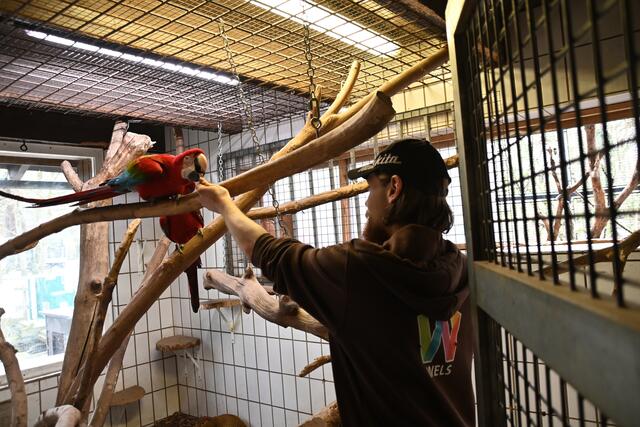 Alexander - Dunkelroter ARA