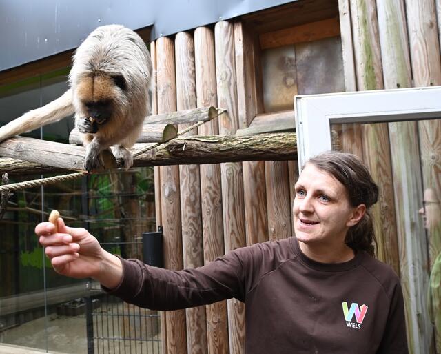 Lisa füttert die Brüllaffen. 