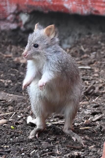 Rattenschwanzkänguru Jungtier