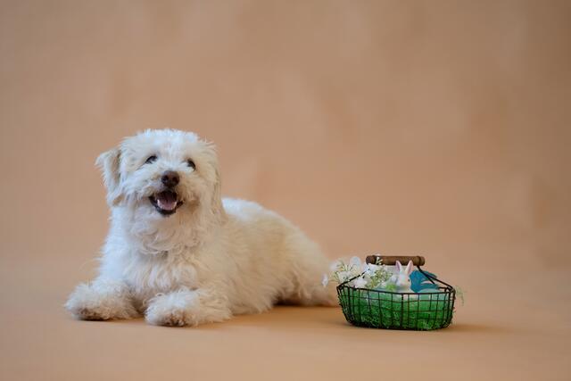Die Tiere im Tierschutzhaus können immer Unterstützung gebrauchen. Zu Ostern kann man mit einem Osterkörbchen helfen.  | Foto: Brigitte Gradwohl