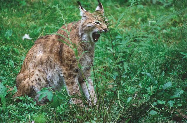 Das Gebiet vom Salzkammergut bis zum Wienerwald könnte der optimale Lebensraum für Luchse sein. | Foto: Robert Hofrichter
