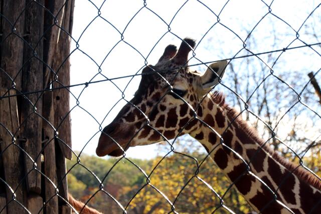Tiere gehören nicht "hinter Gittern", so der VGT.