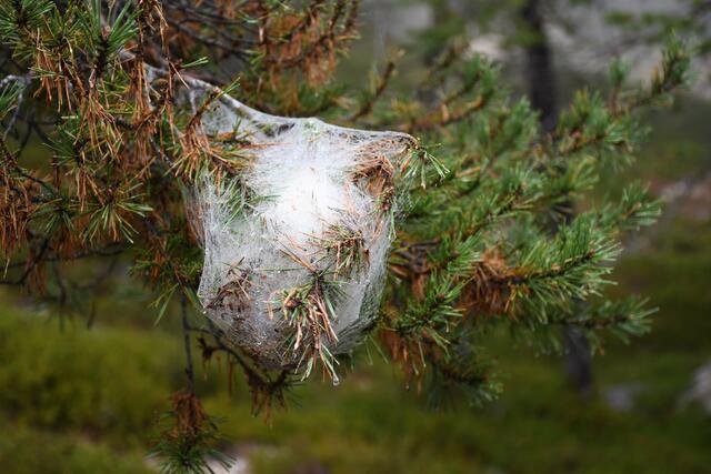 Die Ausbreitung des Pinienprozessionsspinners kann etwa an der Südseite des Dobratsch und in der Schütt beobachtet werden. Hier ist Vorsicht geboten! | Foto: Privat/Holzfeind