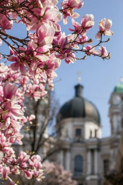 Wenn die Magnolien blühen MeinSonntag - Salzburg  | Foto: Salzburger Landtourismus / Michael Grössinger