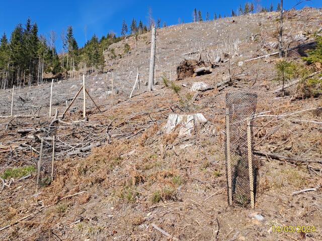 Der Oswaldiberg wurde bereits im Herbst großflächig aufgeforstet. Aber auch hier gibt es noch viel zu tun. | Foto: Privat/Brandstätter