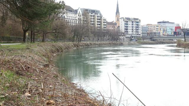 Im ganzen Stadtbereich wurden die Stauden entfernt, dadurch darf man sich auch nicht wundern, wenn es immer weniger Singvögel in unserer Stadt gibt. Sie haben ja keine Möglichkeit mehr, im gerne genützten Uferbereich der Drau ihre Nester zu bauen.  
