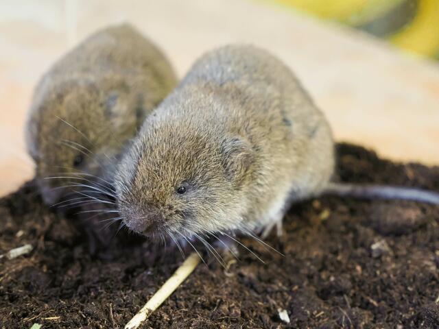 Wann die seltenen Wühlmäuse für Besucherinnen und Besucher zu sehen sein werden, steht noch
nicht fest. „Zunächst liegt der Fokus eindeutig auf der Zucht der seltenen Mäuseart“, so Sabine
Grebner. | Foto: Zoo Salzburg/Angelika Köppl