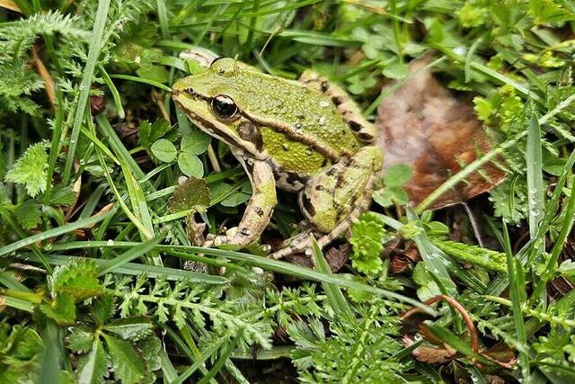 Wasserfrösche machen gerne mit ihren typischen seitlichen Schallblasen auf sich aufmerksam und sind oft auch in heimischen Gärten zu finden.  | Foto: Hannelore Reitan