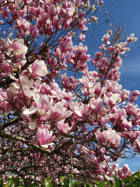 Frühling in der Stadt Salzburg | Foto: Regionautin Brigitte Rohrmoser