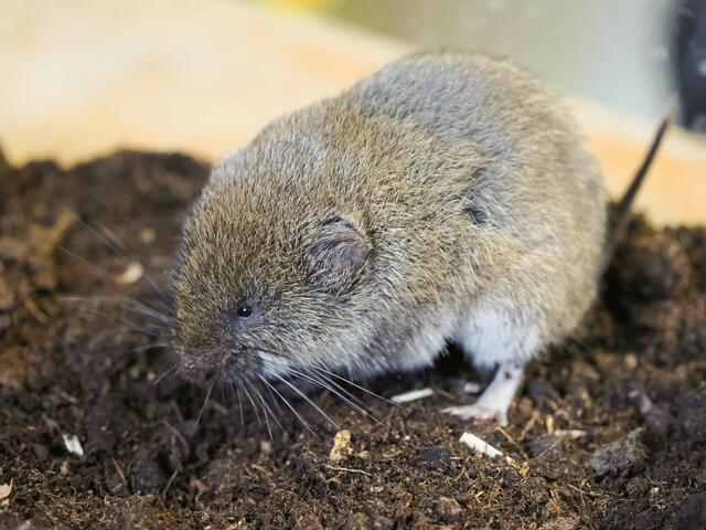 Seit Anfang März leben zwei Exemplare der vom Aussterben bedrohten Bayerischen Kurzohrmaus im Zoo Salzburg. | Foto: Zoo Salzburg/Angelika Köppl