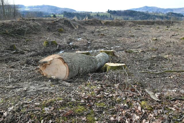 Im Purgstaller Ortsgebiet wurde ein kleines "Wildnisgebiet" abgeholzt. | Foto: Roland Mayr