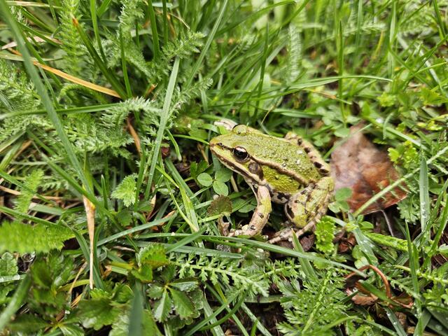 Der Wasserfrosch gehört in vielen Gärten dazu. Er ist ein regelämßiger Besucher.  | Foto: Hannelore Reitan