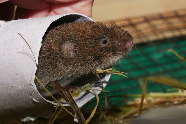 Die Bayerische Kurzohrmaus ist eines der seltensten Säugetiere Europas, wenn nicht sogar der Welt. Neben dem Tiroler Alpenzoo hat sie nun auch im Salzburger Zoo ein Zuhause gefunden. | Foto: Alpenzoo Innsbruck -Tirol