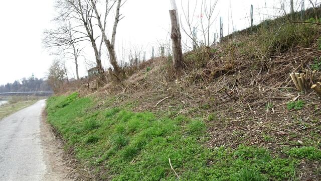 Rechts der Drau wurden auch die Stauden entlang des Radweges am Hang zu den "Hartl- Schrebergartengründen" entfernt! Auch hier wurden den Vögeln die Gelegenheit zum Nestbau genommen!!! "WIESO"??? 