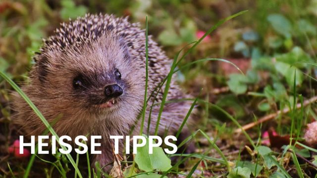 Der Igel zählt zweifellos zu den beliebtesten tierischen Besuchern in unseren Gärten.  | Foto: pexels