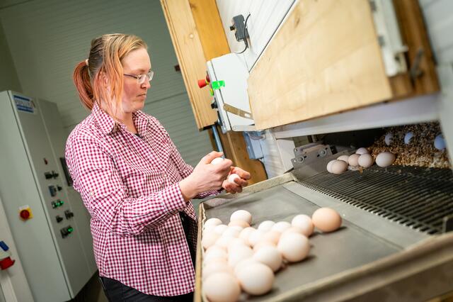 Renate Kaiser bei der Eierentnahme. | Foto: BILLA AG / Christian Dusek,