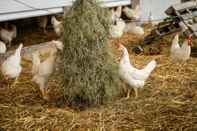 Verschiedenste Beschäftigungsmöglichkeiten werden den Legehennen der Kaisers geboten. | Foto: BILLA AG / Christian Dusek,