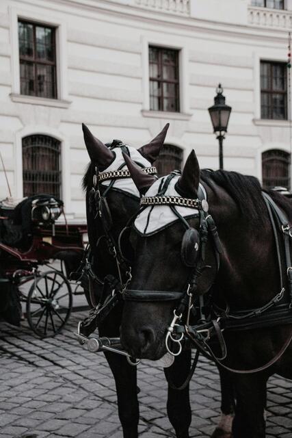 In Simmering soll ein Fiakerpferd plötzlich kollabiert und verstorben sein. | Foto:  Sergio Rodriguez - Portugues del Olmo/Unsplash