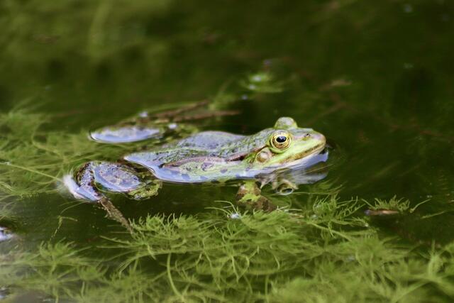 Das Projekt „Frosch im Wassertropfen“ sucht nach interessierten Hobbyforschern, die ihren Gartenteich oder private Gewässer beproben möchten, um zu erfahren welche Lebewesen sich dort tummeln. (Symbolbild) | Foto: pixabay.com